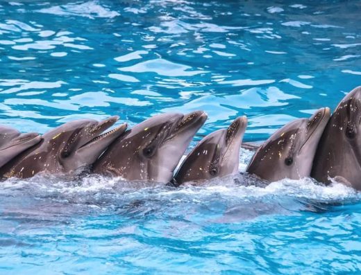 Batumi Dolphinarium | عرض الدلافين باتومي