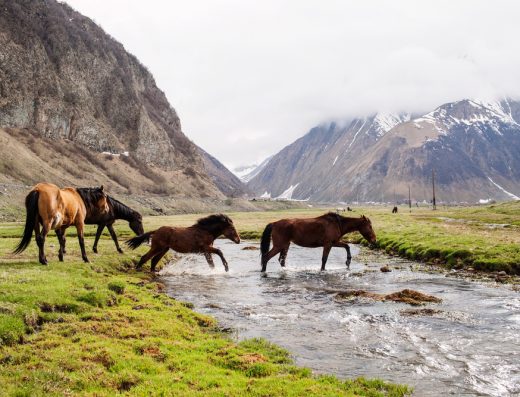 Lagodekhi Wilderness Horse Riding | جولة ركوب الخيل في برية متنزه لاغوديخي