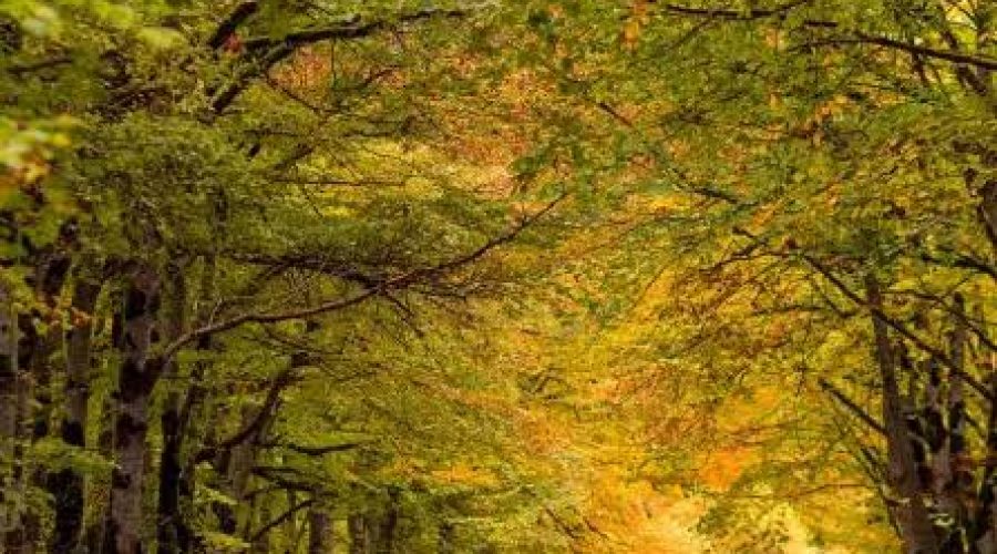 Tbilisi National Park | محمية تبليسي الوطنية