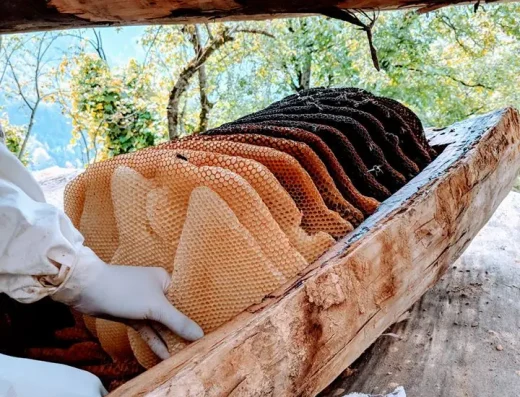 Jara Honey | عسل جَارَا البري