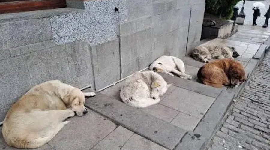 Street Dogs in Georgia | الكلاب الشاردة في جورجيا